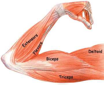 sfidn-bicep-tricep