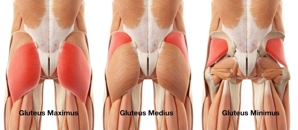 sfidn-otot-gluteus