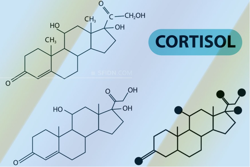 sfidn - 10 Fakta Kortisol yang Menarik untuk Diketahui