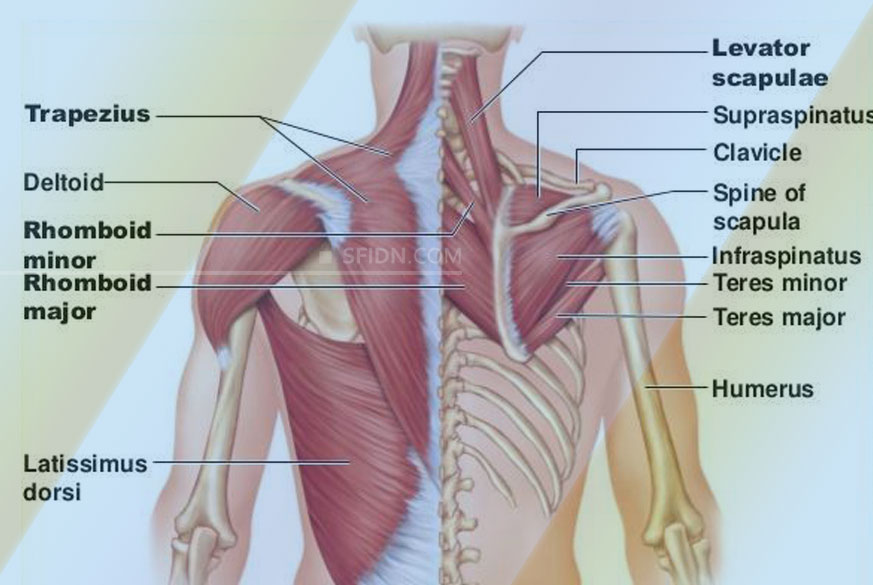 3 Lapisan Otot Punggung Manusia Dan Fungsinya Sfidn Science From