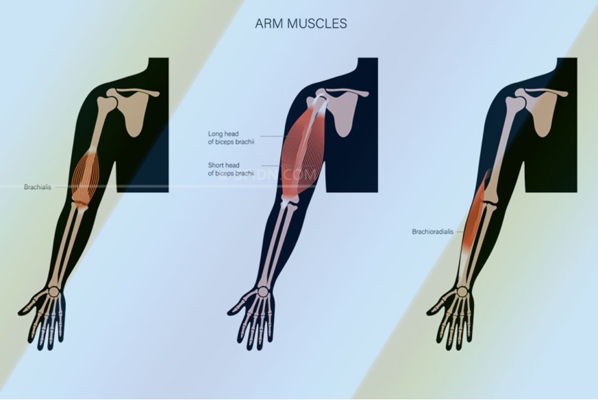 sfidn - Perbedaan Otot Biceps Brachii, Brachialis, dan Brachioradialis