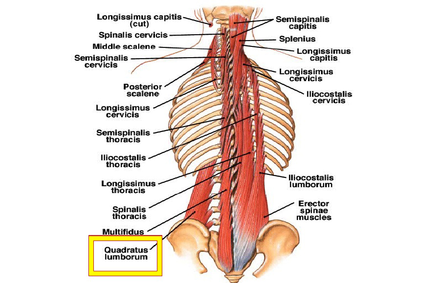 M Intertransversarii laterales Lumborum