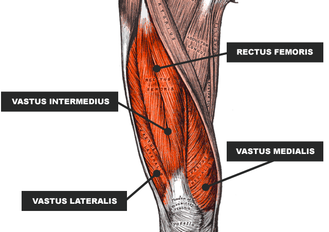 10 Latihan Quadriceps Terbaik Yang Dapat Dilakukan Di Rumah Sfidn Science From Indonesia Articles