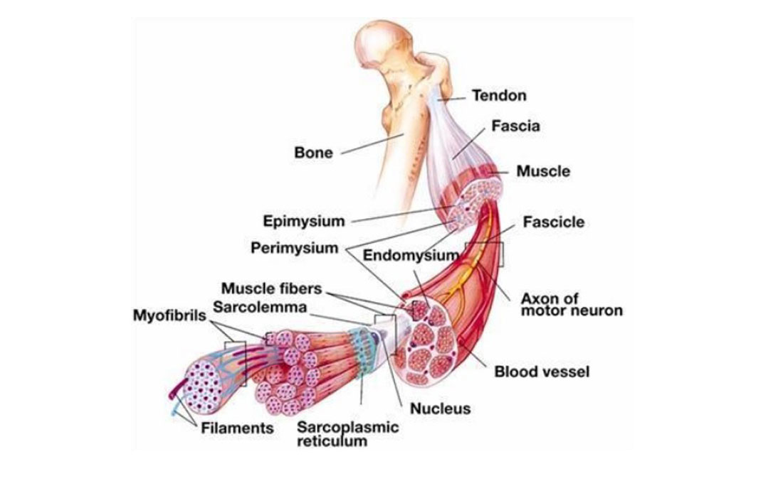 3 Tipe Serat Otot Di Tubuh Manusia Dan Perbedaannya Sfidn Science